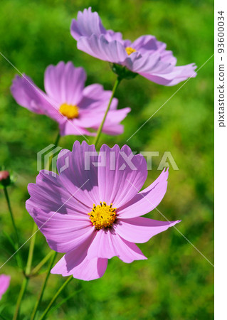 Autumn (cosmos: cosmos) 93600034