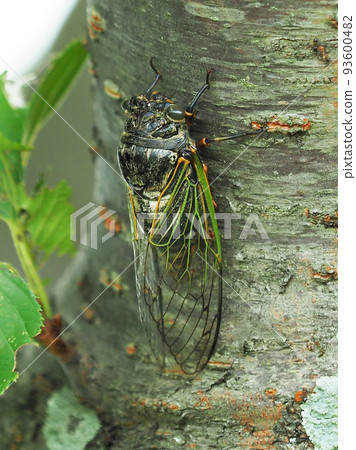 蟬(Kumazemi:暑假等夏天的形象) 蟬(Kumazemi:暑假等夏天的形象) 93600482