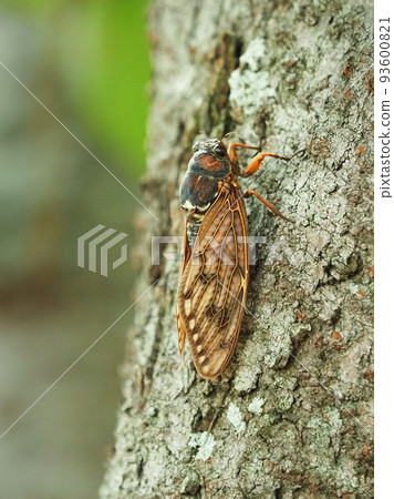 Cicada (Abra Zemi: for summer vacation image, etc.) 93600821