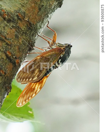 蟬（Abra Zemi：暑假形像等） 93600875