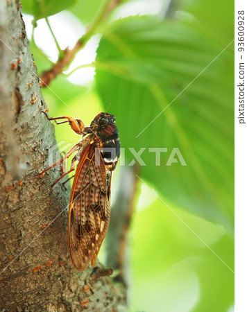 Cicada (Abra Zemi: for summer vacation image, etc.) Cicada (Abra Zemi: for summer vacation image, etc.) 93600928