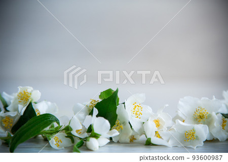 Wooden background with blooming white jasmine and empty space Wooden background with blooming white jasmine and empty space 93600987
