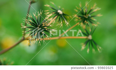 Kosendangusa (sticking insect) 93601025