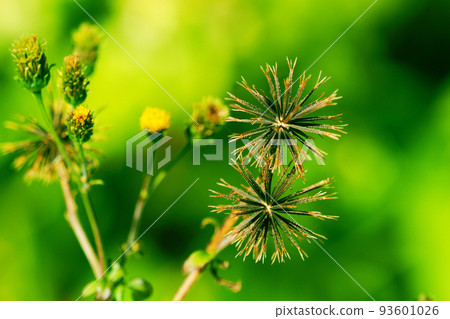 Kosendangusa (sticking insect) 93601026