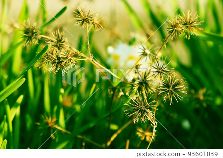 Kosendangusa (sticking insect) 93601039