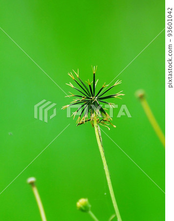 Kosendangusa（粘蟲） 93601042