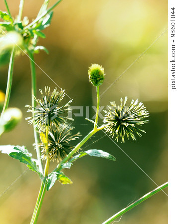 Kosendangusa(粘蟲) Kosendangusa(粘蟲) 93601044