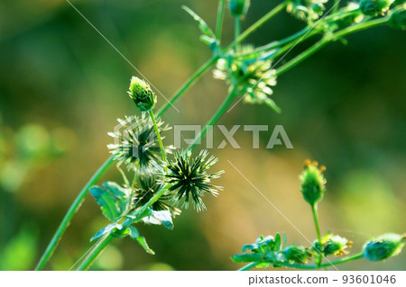 Kosendangusa(粘蟲) Kosendangusa(粘蟲) 93601046