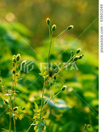 Kosendangusa (sticking insect) 93601049