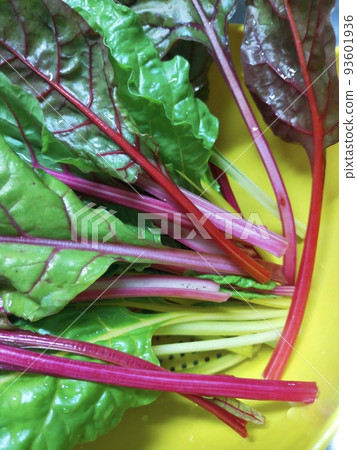 多彩多葉的綠色瑞士甜菜 93601936