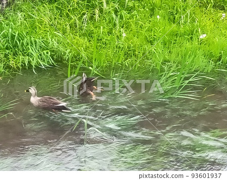 生活在小河裡的鎮鴨 93601937