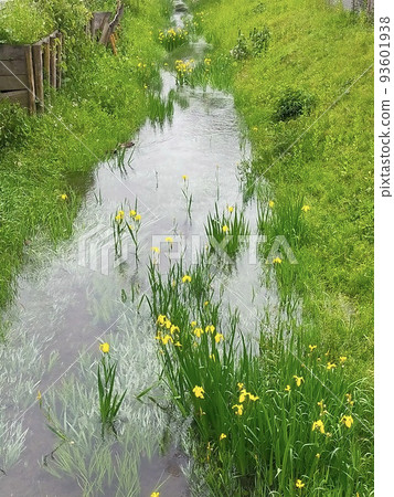 水邊盛開的綠花 93601938