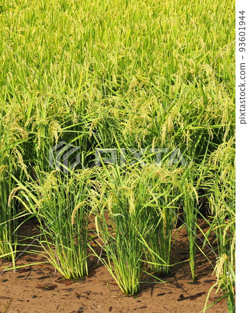Agriculture image (rice cultivation: autumn) 93601944