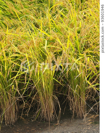Agriculture image (rice cultivation: autumn) Agriculture image (rice cultivation: autumn) 93601946