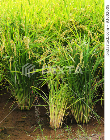 Agriculture image (rice cultivation: autumn) 93602008