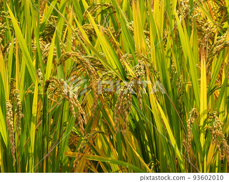 Agriculture image (rice cultivation: autumn) 93602010