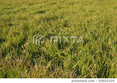 Agriculture image (rice cultivation: autumn) Agriculture image (rice cultivation: autumn) 93602034