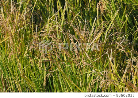 Agriculture image (rice cultivation: autumn) Agriculture image (rice cultivation: autumn) 93602035