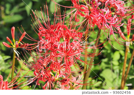 Cluster amaryllis (Licoris) 93602456