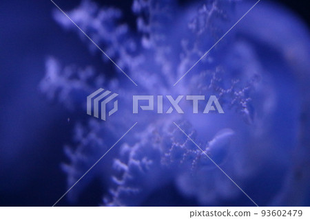 pale jellyfish tentacles 93602479