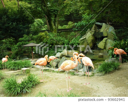 伊藤津森林公園的火烈鳥 93602941