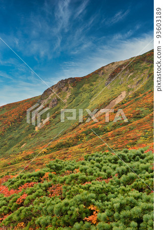 栗駒山的紅葉 栗駒山的紅葉 93603189