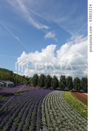 Farm Tomita Farm Tomita 93603314