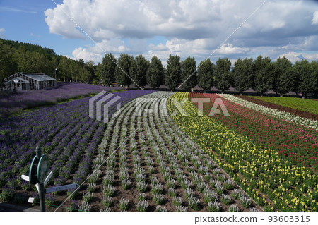 Farm Tomita Farm Tomita 93603315