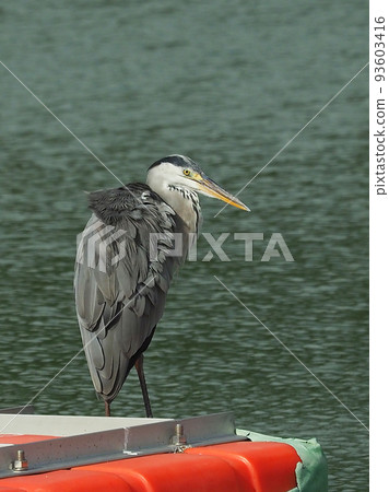 灰鷺 (Ardea cinerea) 灰鷺 (Ardea cinerea) 93603416