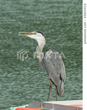 Gray Heron (Ardea cinerea) Gray Heron (Ardea cinerea) 93603418