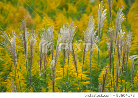 芒草(秋季形象和日本文化) 芒草(秋季形象和日本文化) 93604178
