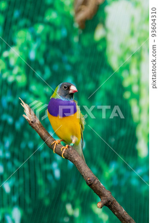Beautiful birds Guldova Amadina (Erythrura gouldiae) sitting on a branch 93604310