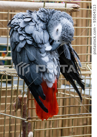 Parrot Jaco sits on a cage Parrot Jaco sits on a cage 93604313
