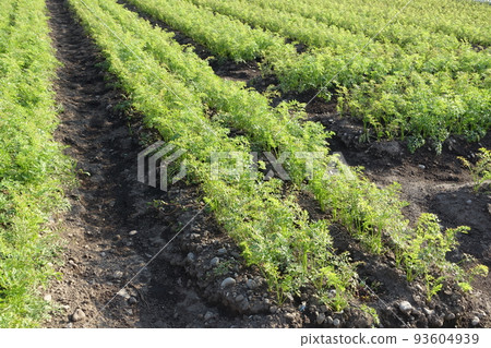 Carrot field (agricultural image) Carrot field (agricultural image) 93604939