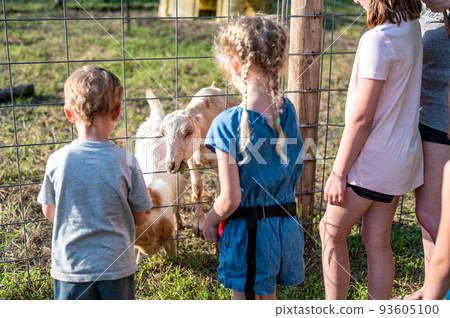 Children feeding grass to fenced goats at a petting zoo Children feeding grass to fenced goats at a petting zoo 93605100