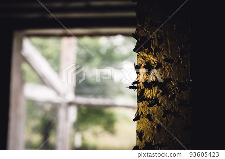 Strip of yellow sticky fly paper covered with insects. Strip of yellow sticky fly paper covered with insects. 93605423