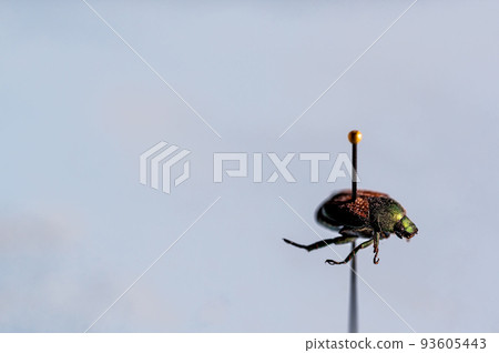 Pinned Japanese beetle specimen in an insect collection Pinned Japanese beetle specimen in an insect collection 93605443