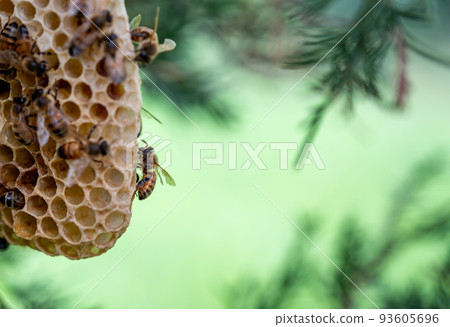 Honey bee hive being constructed on a tree branch in the wild. Honey bee hive being constructed on a tree branch in the wild. 93605696