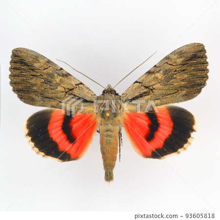 Red butterfly isolated on white. Moth Catocala optata close up, noctuidae, collection butterfies, lepidoptera, entomology 93605818
