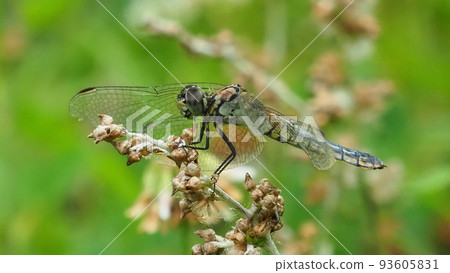 蜻蜓（雌性白蜻蜓） 93605831
