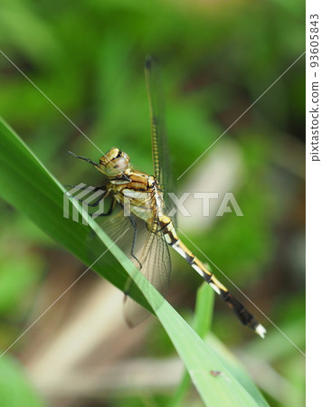 Dragonfly (female white dragonfly) Dragonfly (female white dragonfly) 93605843