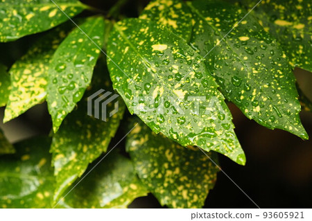 Filia Oki (with water drops after rain) Filia Oki (with water drops after rain) 93605921
