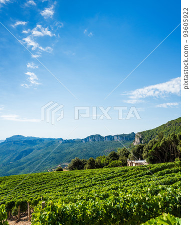 Cultivation of a vineyard in the mountains. Agriculture. 93605922