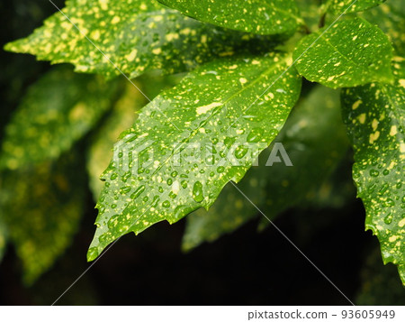 Filia Oki (with water drops after rain) 93605949