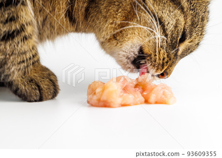 tabby cat eating raw chicken meat on white background tabby cat eating raw chicken meat on white background 93609355