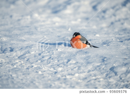 a bright red bullfinch bird sits buried in the snow on a snowy field on a sunny frosty day a bright red bullfinch bird sits buried in the snow on a snowy field on a sunny frosty day 93609376
