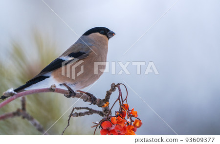The bullfinch bird, pyrrhula, sits on a branch of a red mountain ash on a sunny frosty day The bullfinch bird, pyrrhula, sits on a branch of a red mountain ash on a sunny frosty day 93609377