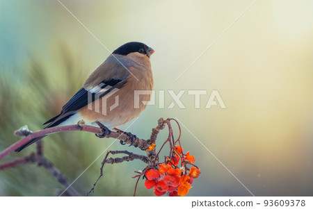 Bullfinch bird, pyrrhula, sits on a branch of a red mountain ash on a sunny frosty day, New Year's card Bullfinch bird, pyrrhula, sits on a branch of a red mountain ash on a sunny frosty day, New Year's card 93609378