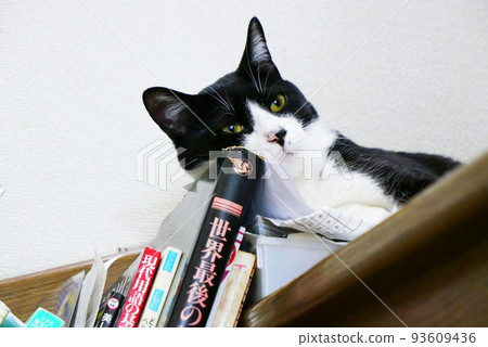 cat with a book as a pillow 93609436