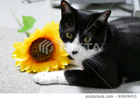向日葵和貓 93609453
